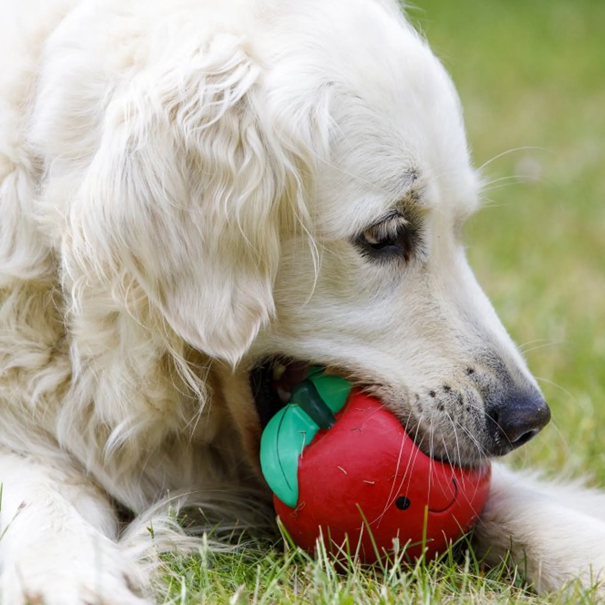 Petface Foodie Faces Latex Tomato Dog Toy