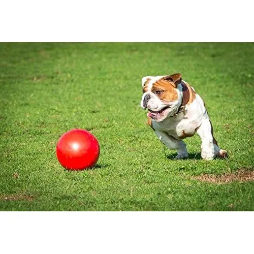 The Company of Animals Dog Boomer Ball, Small, Assorted Color