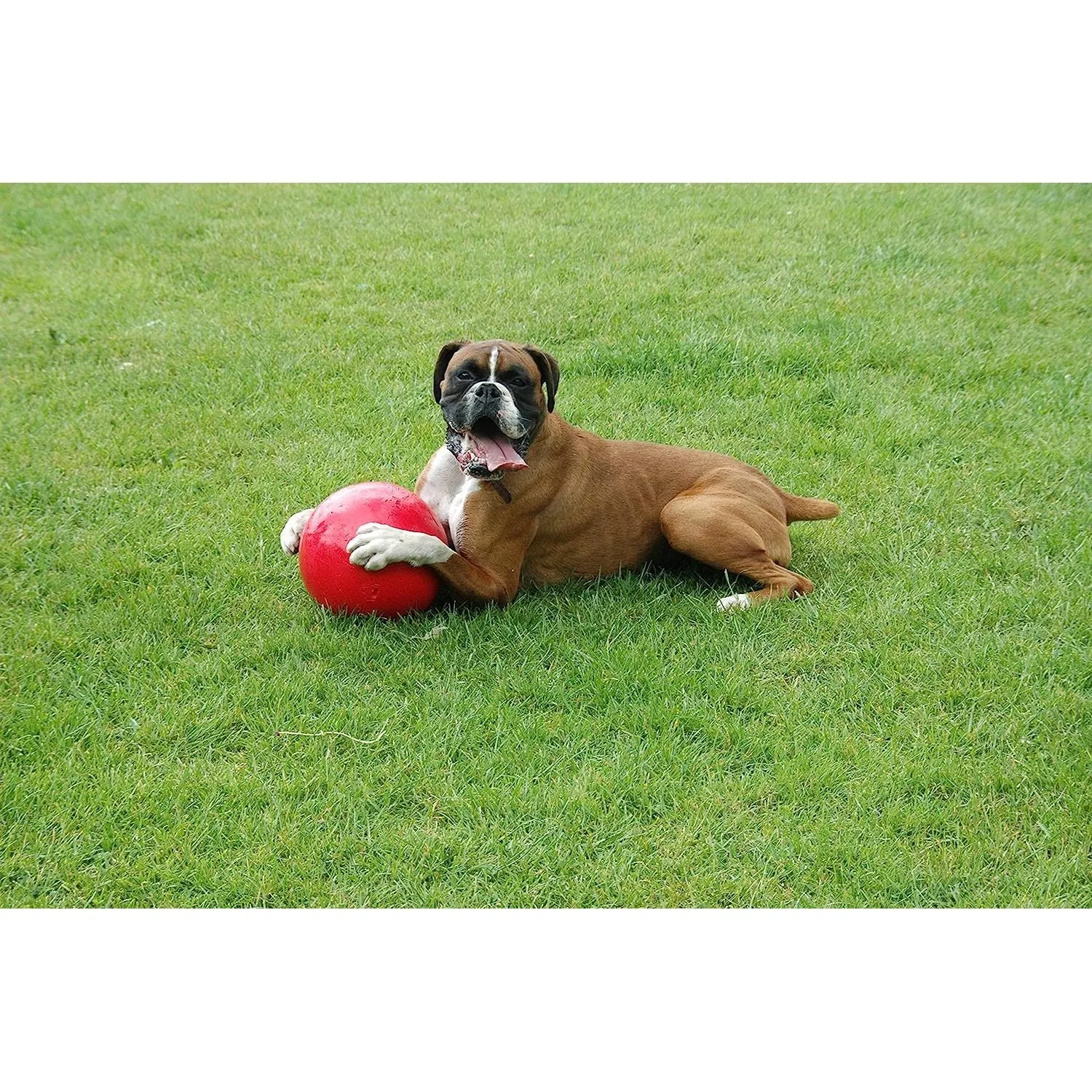 The Company of Animals Dog Boomer Ball, Small, Assorted Color